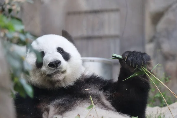 Reuzenpanda Een Panda Die Bamboe Eet — Stockfoto