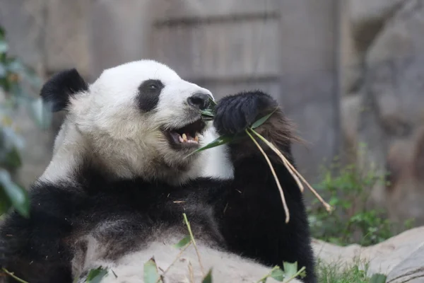 Reuzenpanda Een Panda Die Bamboe Eet — Stockfoto