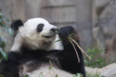 Dev Panda, Bambu Yiyen Panda
