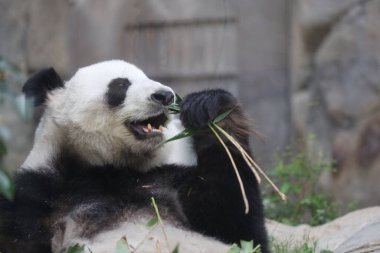 Dev Panda, Bambu Yiyen Panda