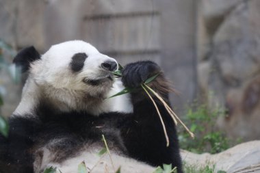 Dev Panda, Bambu Yiyen Panda