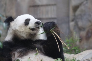 Dev Panda, Bambu Yiyen Panda