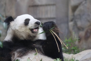 Dev Panda, Bambu Yiyen Panda