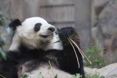 Dev Panda, Bambu Yiyen Panda