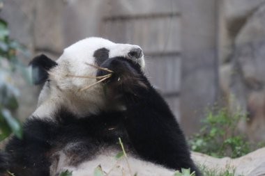 Dev Panda, Bambu Yiyen Panda