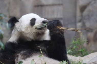 Dev Panda, Bambu Yiyen Panda