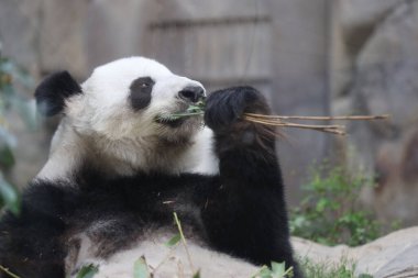 Dev Panda, Bambu Yiyen Panda
