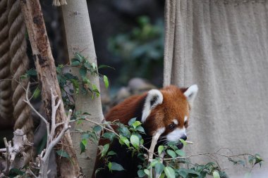 Gündüz vakti hayvanat bahçesinde kırmızı bir panada