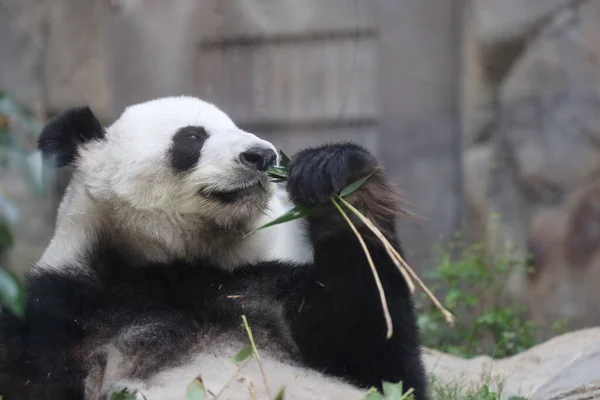 Panda Gigante Panda Comendo Bambu — Fotografia de Stock