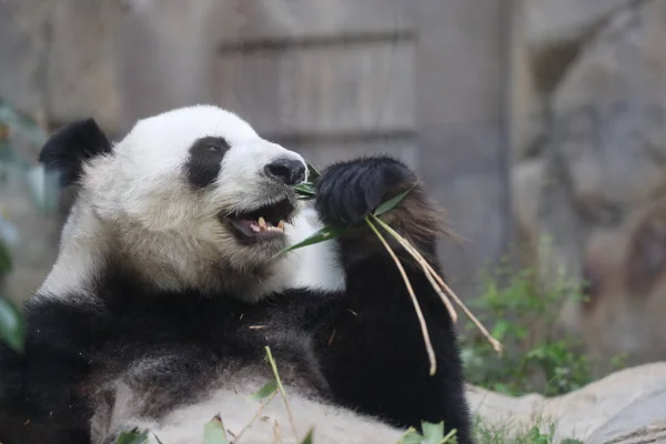 Panda Gigante Panda Comiendo Bambú — Foto de Stock
