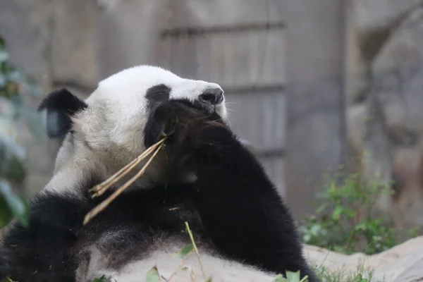 Panda Gigante Panda Comendo Bambu — Fotografia de Stock