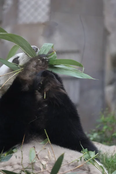 Óriás Panda Egy Panda Evő Bambusz — Stock Fotó