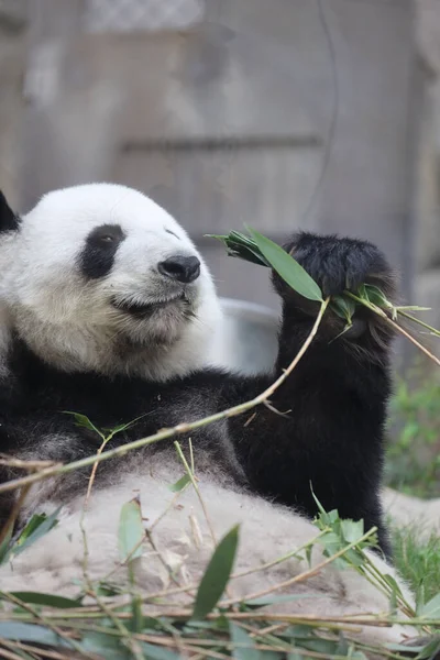 Giant Panda Panda Eating Bamboo — Stock Photo, Image