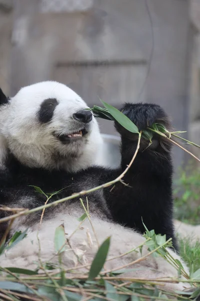 Reuzenpanda Een Panda Die Bamboe Eet — Stockfoto