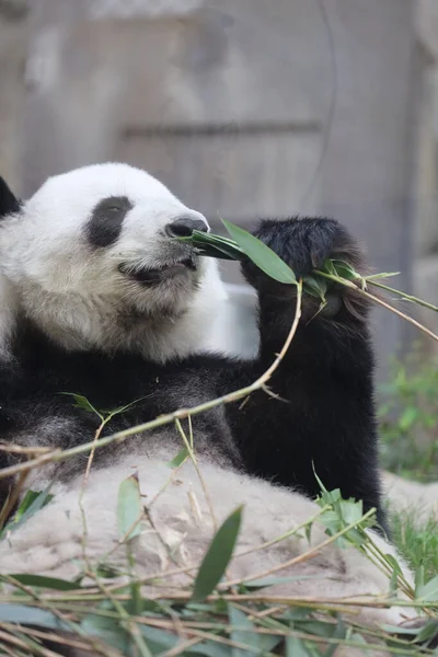 Panda Gigante Panda Comendo Bambu — Fotografia de Stock