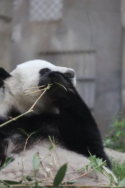 Giant Panda Panda Eating Bamboo — Stock Photo, Image