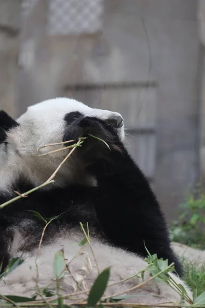 Panda Gigante Panda Comendo Bambu — Fotografia de Stock