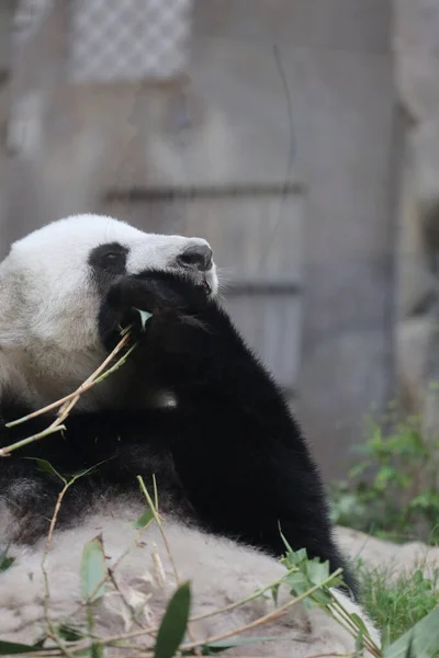 Panda Gigante Panda Comendo Bambu — Fotografia de Stock