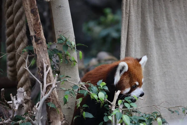 Czerwona Panada Ogrodzie Zoologicznym Czasu Letniego — Zdjęcie stockowe