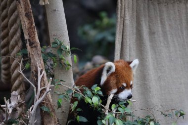 Gündüz vakti hayvanat bahçesinde kırmızı bir panada