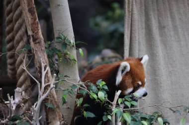 Gündüz vakti hayvanat bahçesinde kırmızı bir panada
