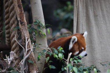 Gündüz vakti hayvanat bahçesinde kırmızı bir panada