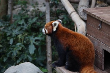 Gündüz vakti hayvanat bahçesinde kırmızı bir panada