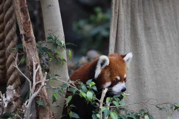 Une Panada Rouge Zoo Jour — Photo