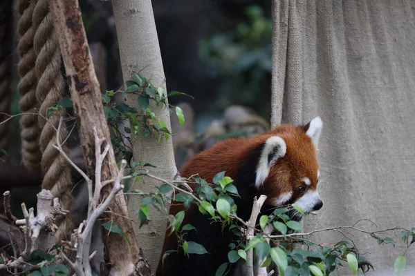 Czerwona Panada Ogrodzie Zoologicznym Czasu Letniego — Zdjęcie stockowe