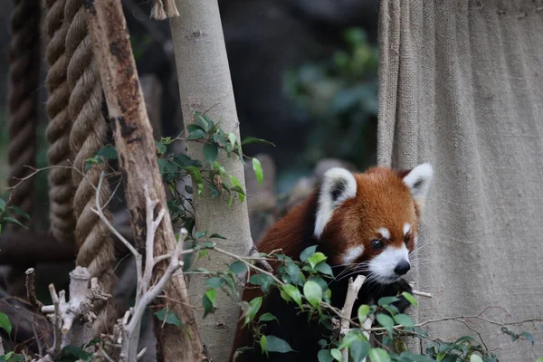 Une Panada Rouge Zoo Jour — Photo