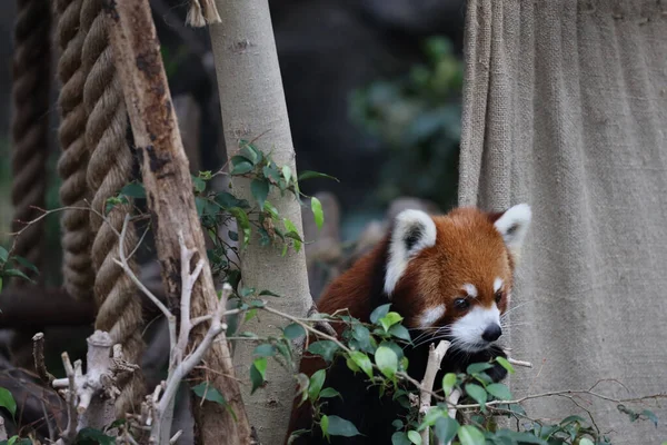 Une Panada Rouge Zoo Jour — Photo