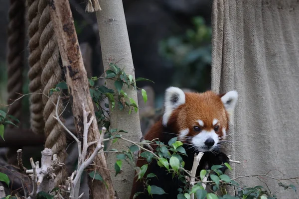 Une Panada Rouge Zoo Jour — Photo