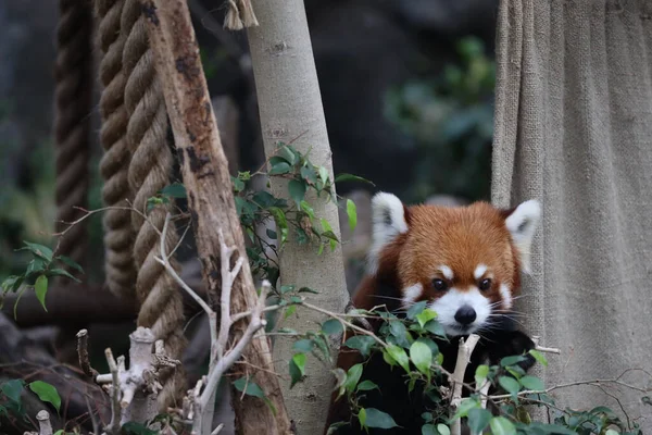 Red Panada Zoo Day Time — Stock Photo, Image