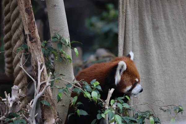 Czerwona Panada Ogrodzie Zoologicznym Czasu Letniego — Zdjęcie stockowe