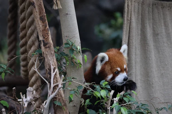 Czerwona Panada Ogrodzie Zoologicznym Czasu Letniego — Zdjęcie stockowe