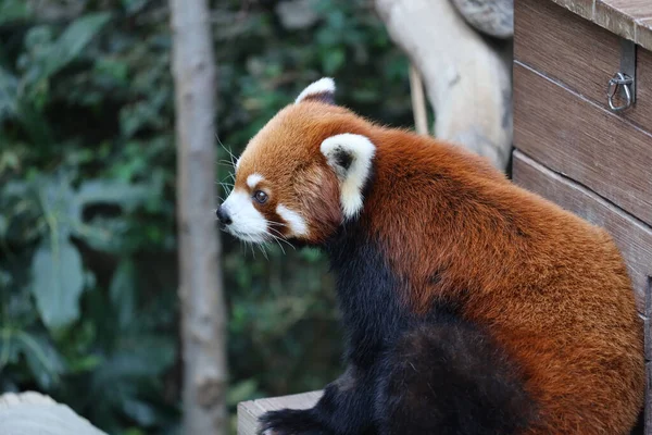 Una Panada Roja Zoológico Del Día — Foto de Stock