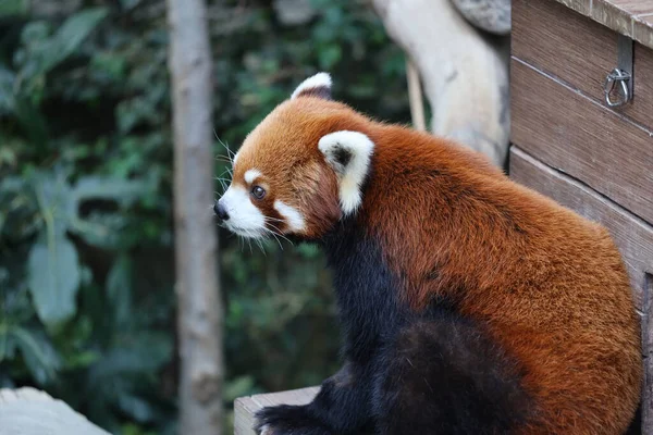 Una Panada Roja Zoológico Del Día —  Fotos de Stock