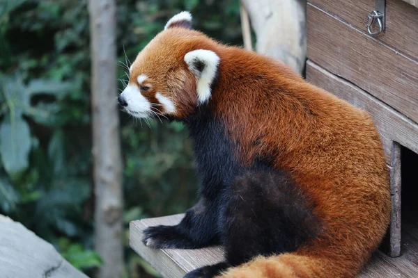 Ein Rotes Panada Zoo Der Tageszeit — Stockfoto