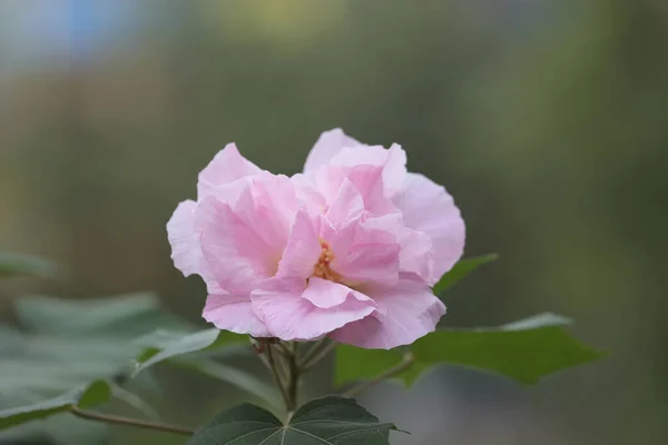 Hibiscus Mutabil Öppen Dag — Stockfoto