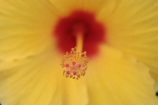 Flor Grande Del Hibisco Las Hojas Verdes Naturaleza — Foto de Stock