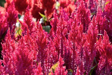 Bir amaranth alanı. Renkli çiçekler arka planda