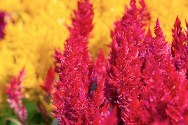 Bir amaranth alanı. Renkli çiçekler arka planda