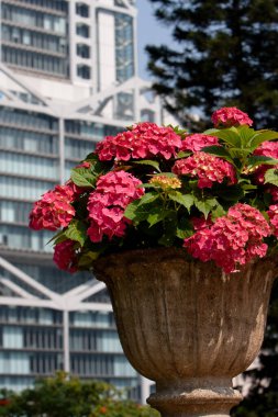 Bir saksı. Bekle saksı. Prak 'ta.