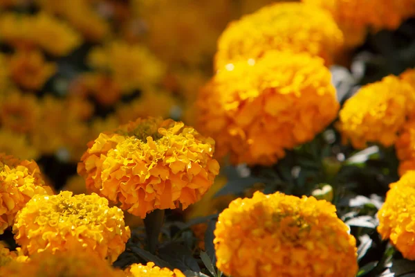 Closeup Orange Marigold Flowers Foliag — Stock Photo, Image