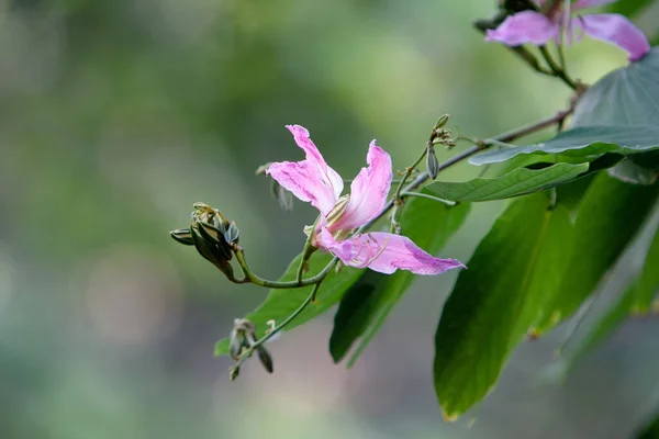 stock image 11 Nov 2007 Hong Kong Orchid , with nature background