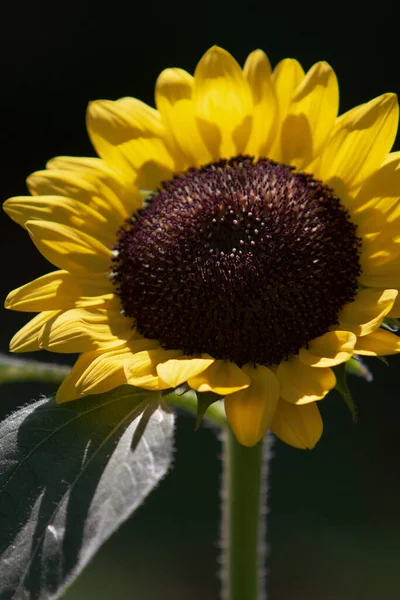 Paisaje Verano Puesta Sol Belleza Sobre Campo Girasoles —  Fotos de Stock