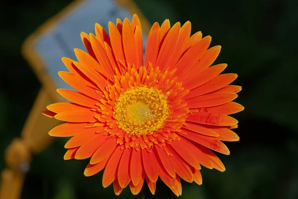 Gerbera Daisy Flower Marguerite Barberton Marguerite Transvaal Gerbera Jamesonii — Photo