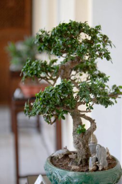 Kavisli bonsai çam ağacı Çin 'de beyaz duvara karşı 11 Kasım 2007