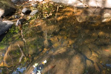 1 Ocak 2006 Plover Cove Country Park, tai po, hk