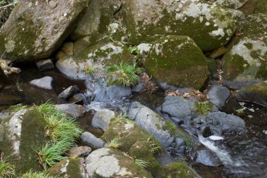 1 Ocak 2006 Plover Cove Country Park, tai po, hk
